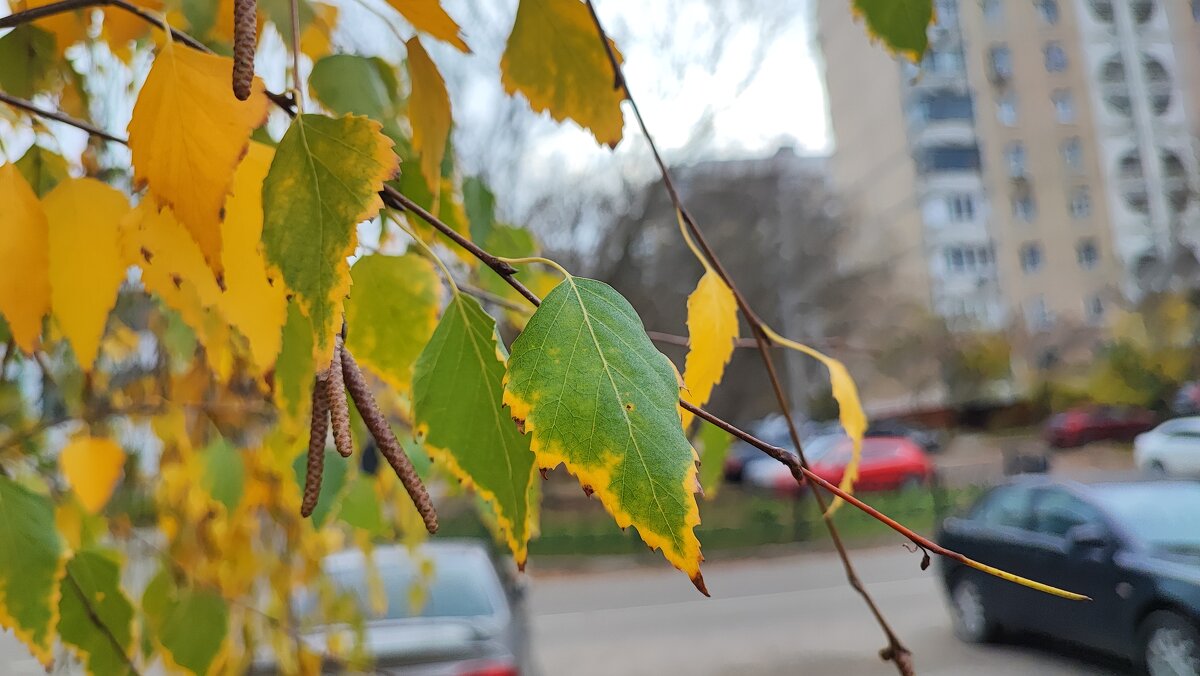 ,,, - Сергей Тимоновский