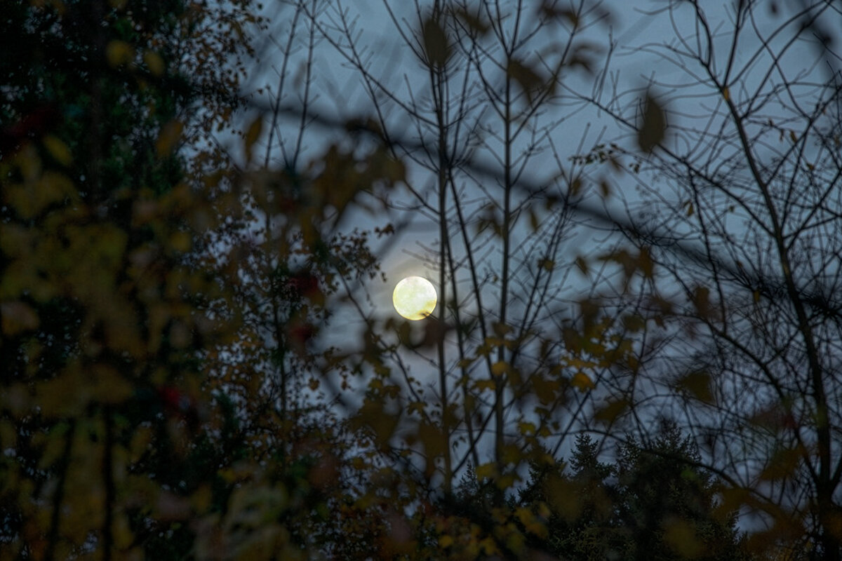 Полнолуние. - Lucy Schneider 