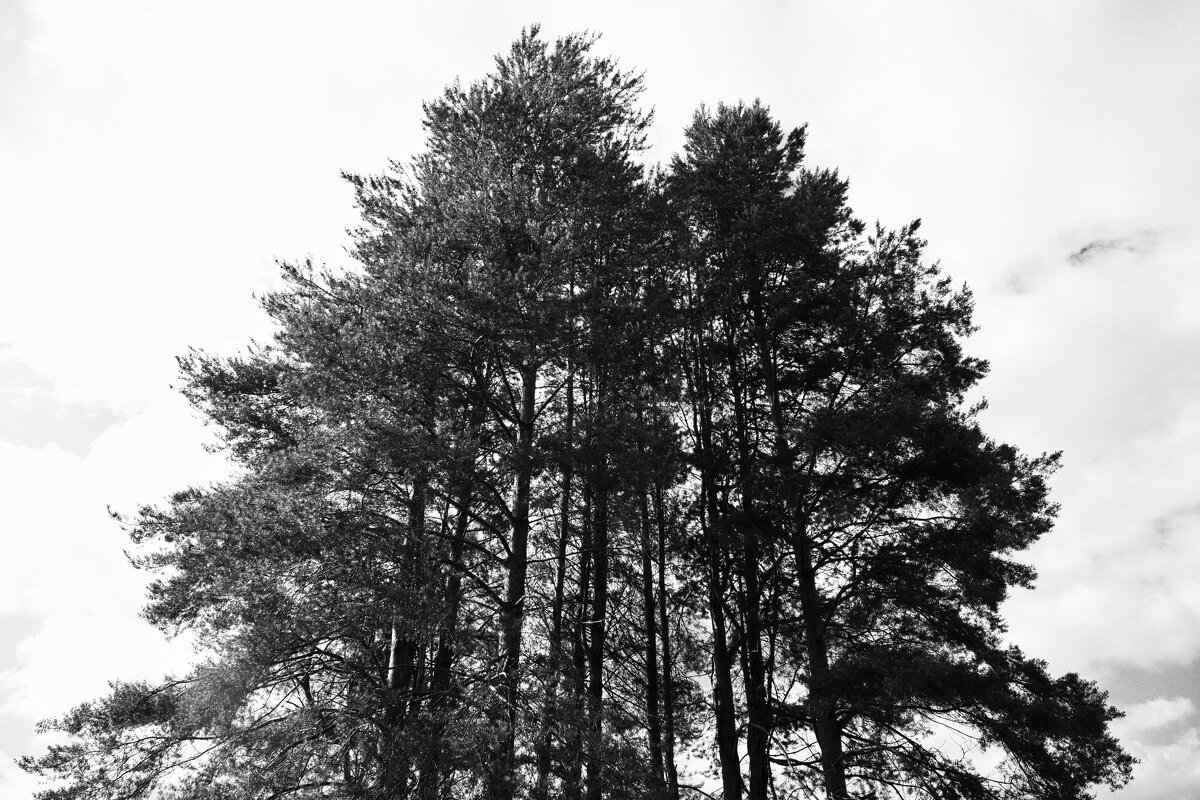 Фотография - Денис Безногов