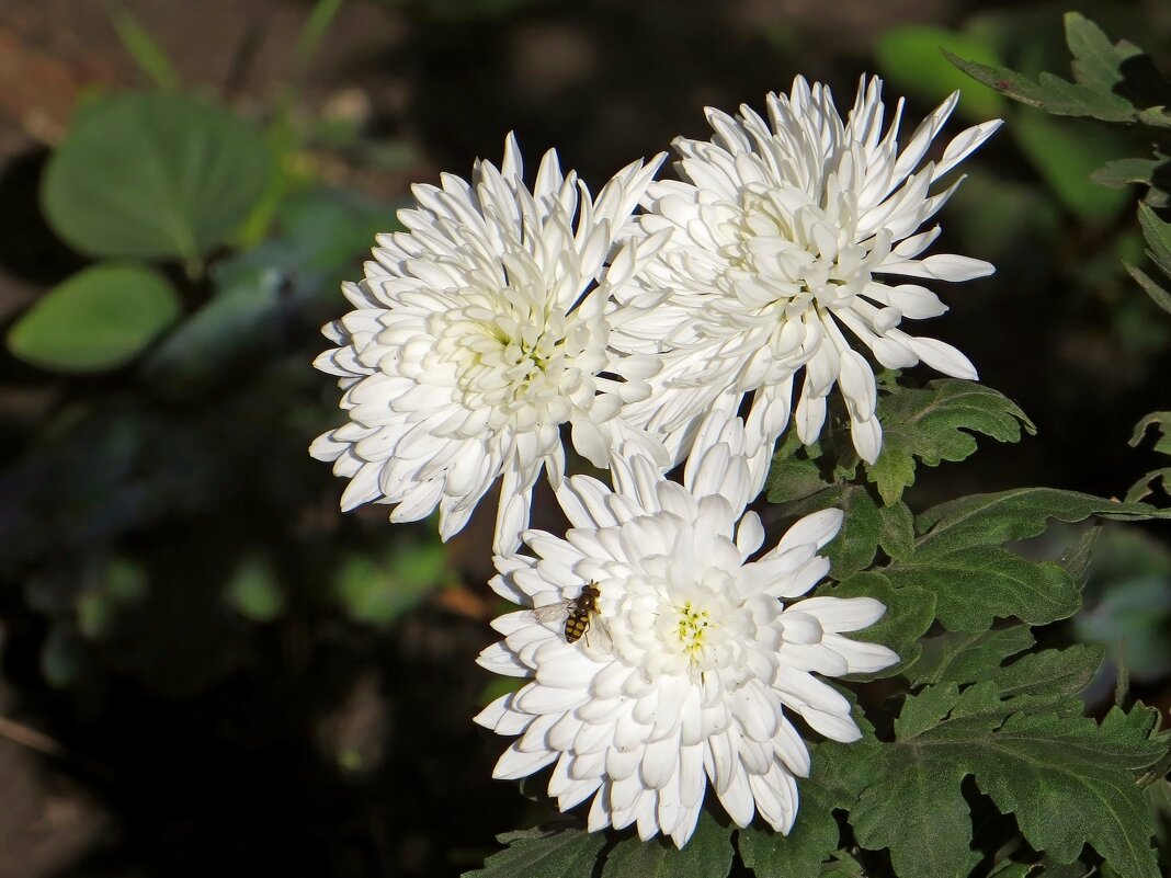 Ноябрь улыбается и дарит солнечные дни - Татьяна Смоляниченко Ноябрь улыбается и дарит солнечные дни - Татьяна Смоляниченко