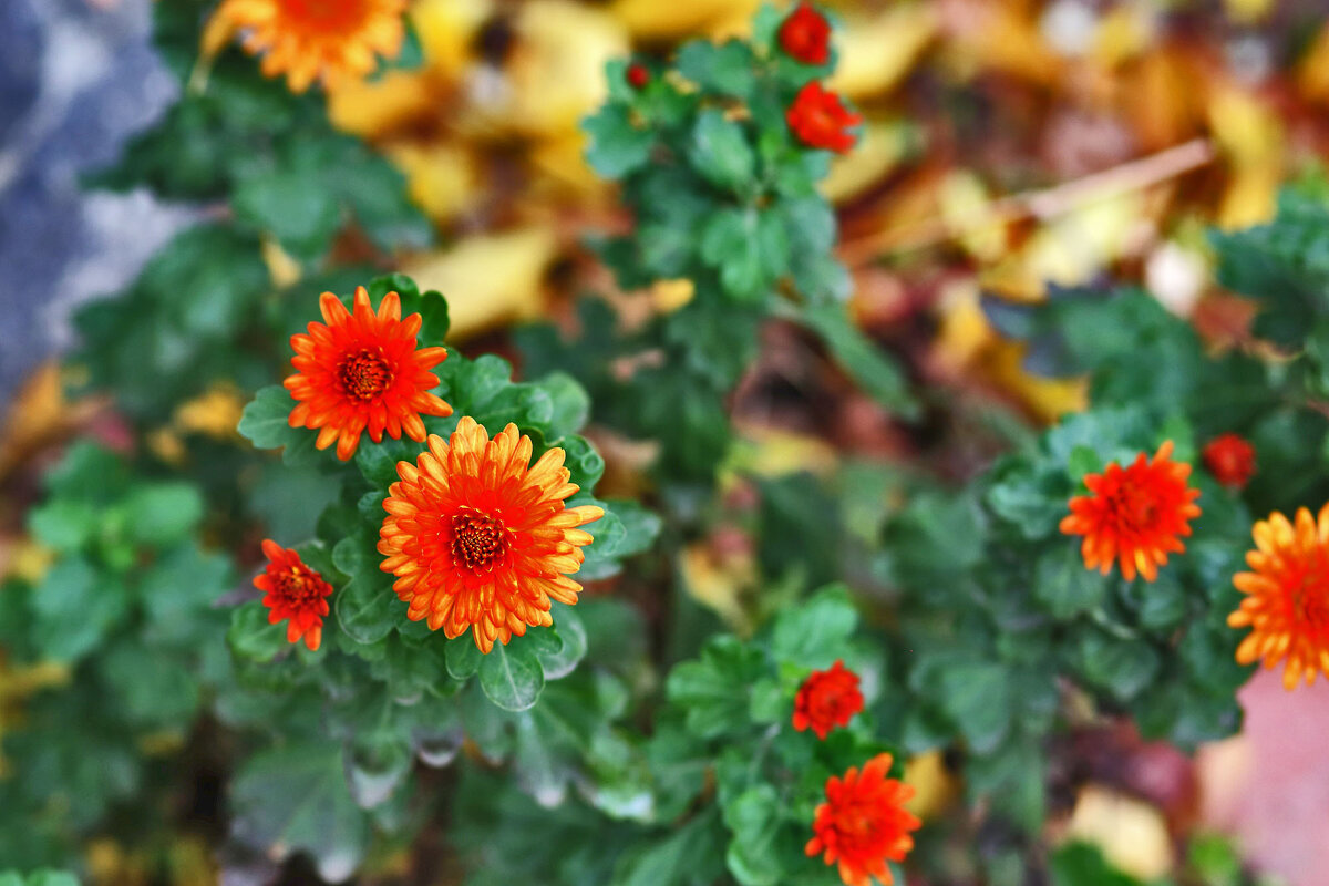 Цветочки - Юрий Гайворонскiий