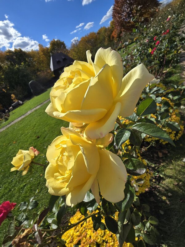 Розы октября - Nina Streapan