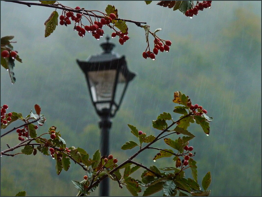 Осенний дождь - Наталья Rosenwasser Осенний дождь - Наталья Rosenwasser