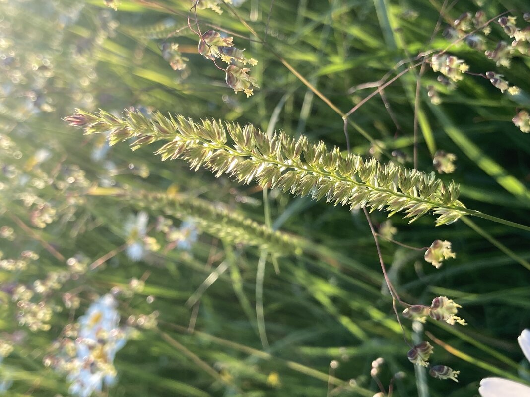 Луг - Ольга Савельева 