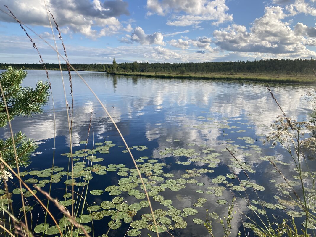 Лесное озеро - Ольга Савельева 