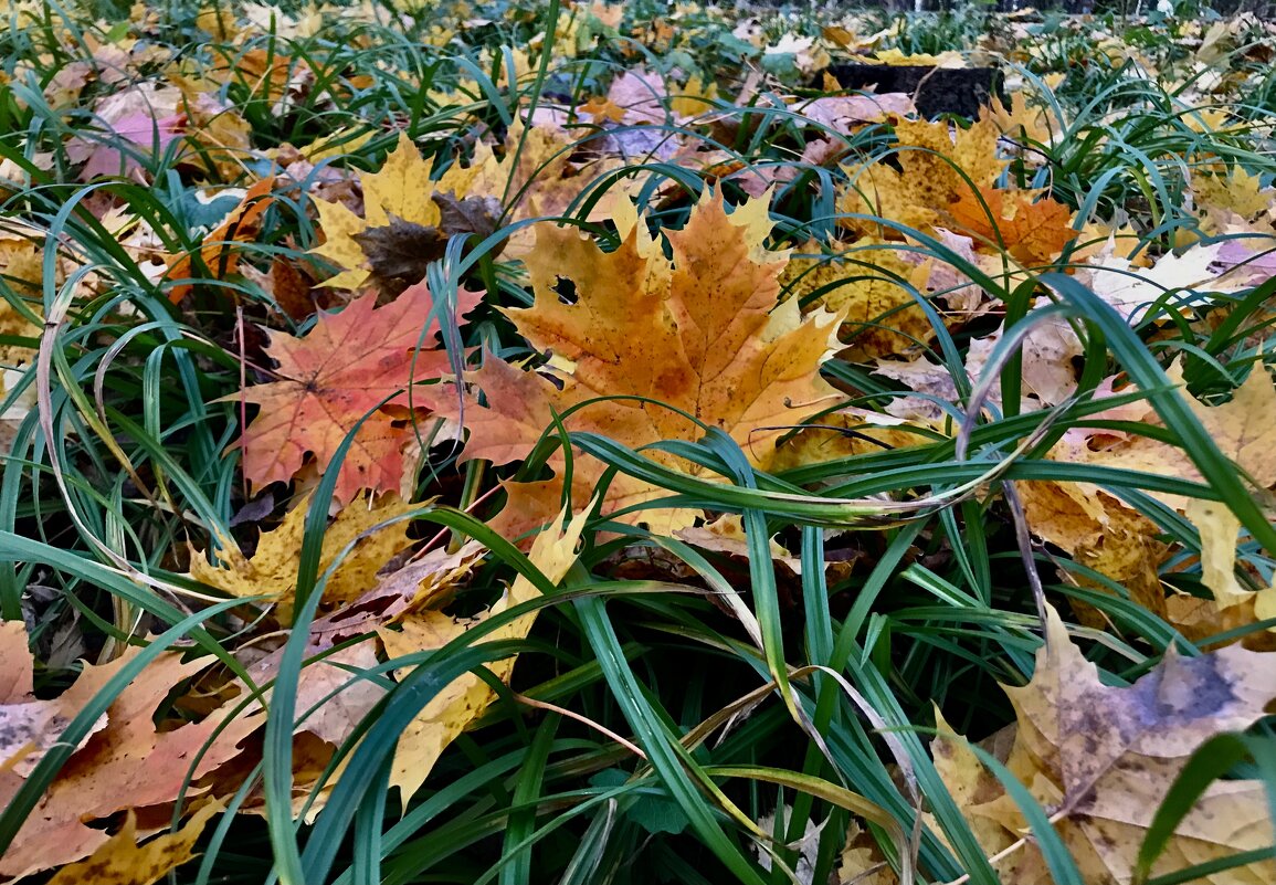 Яркий ковролин) - Любовь 