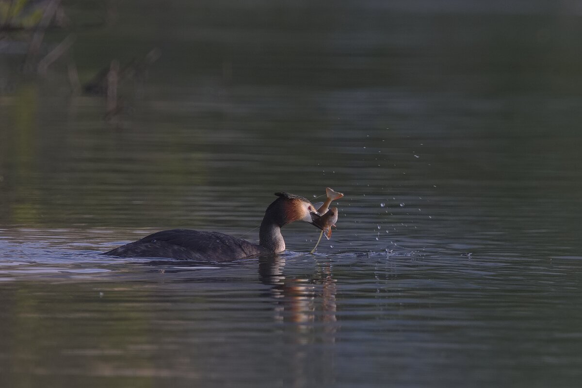 Завтрак есть! - Александр Шмидт