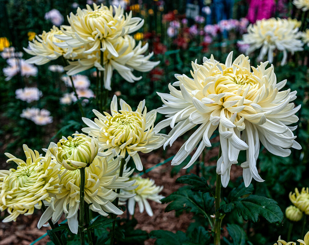 С выставки  хризантем - Варвара 