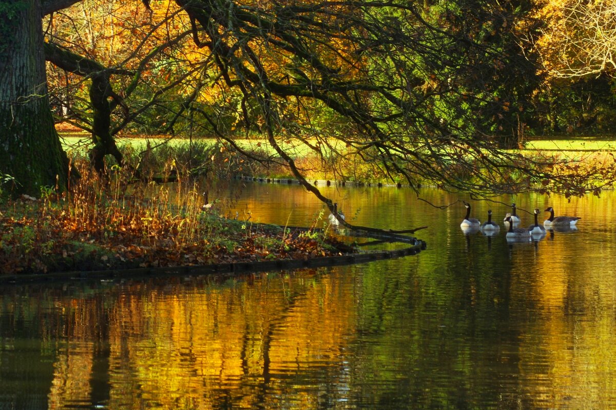 Утро на пруду - Юрий. Шмаков