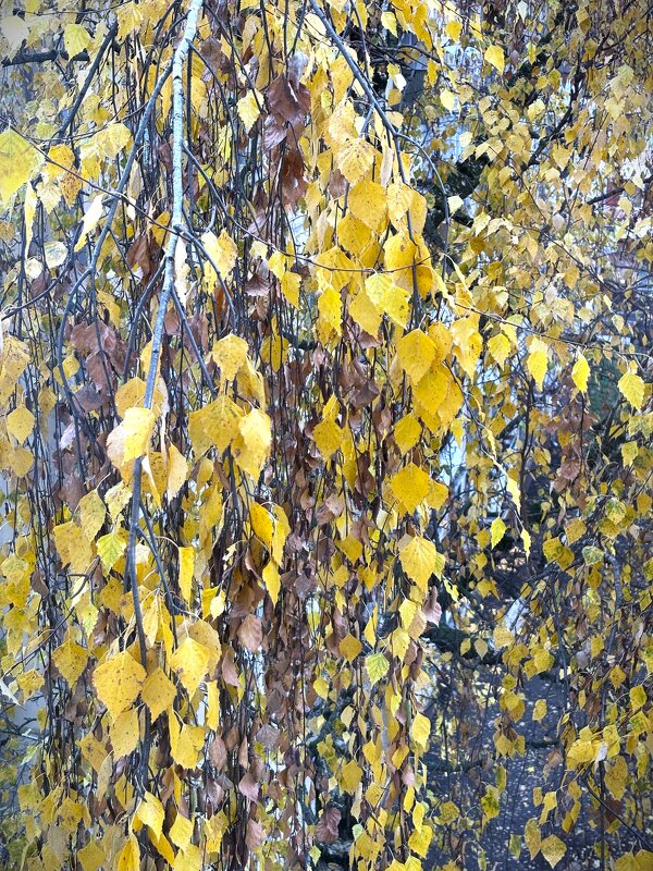 Осенний занавес - Мария - Maria