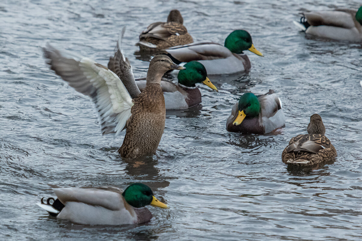 --- - Евгений Голубев