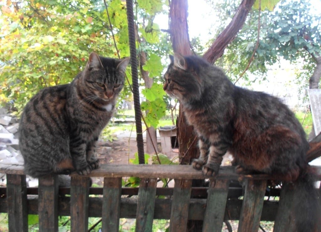 Отцовское наставление - Наталья 