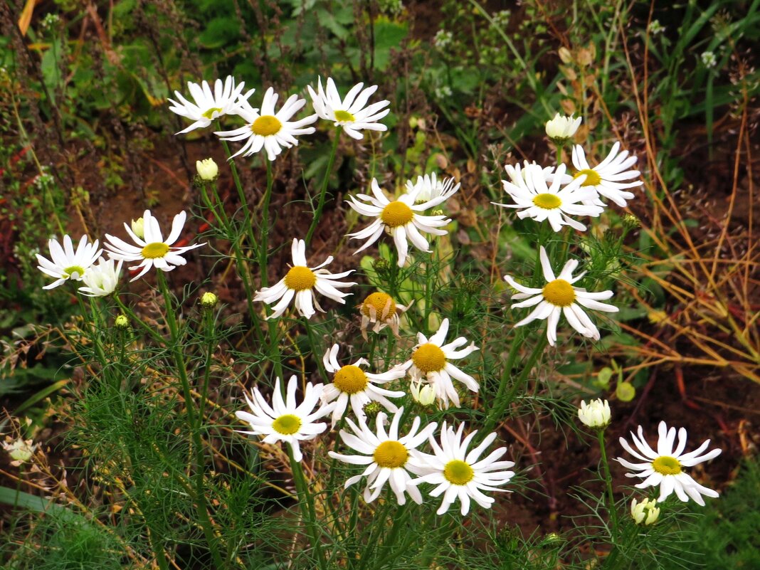 Ноябрьские ромашки - Андрей Снегерёв