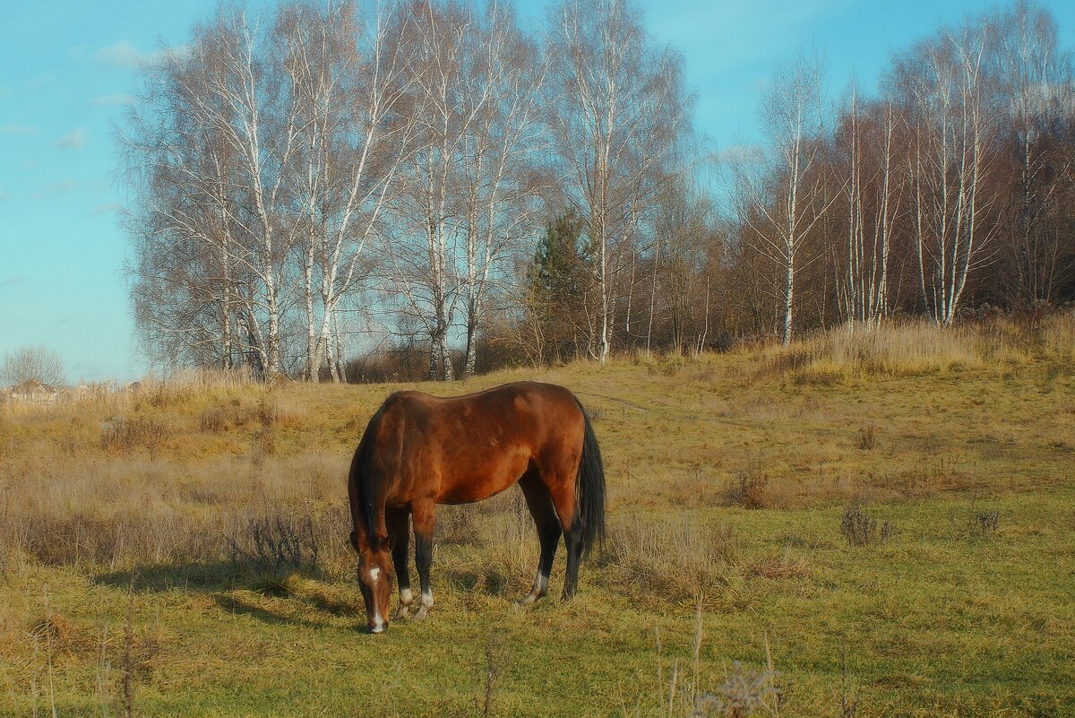 На лугу пасётся ко... - Леонид leo