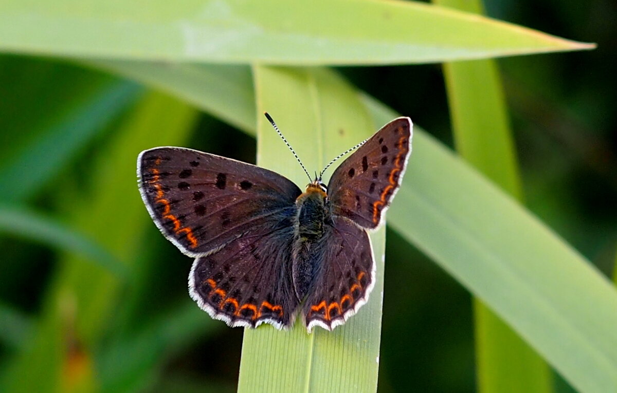 опять про бабочек...8 - Александр Прокудин