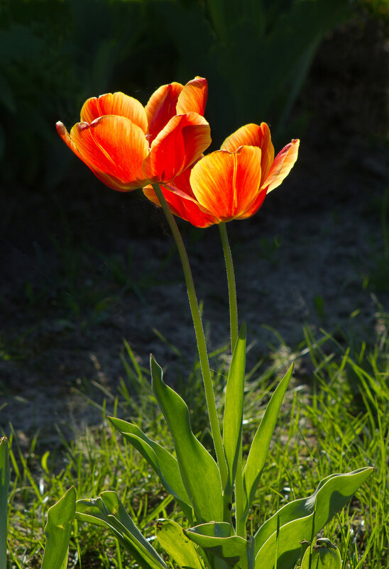 Тюльпаны. - Сергей Рожков