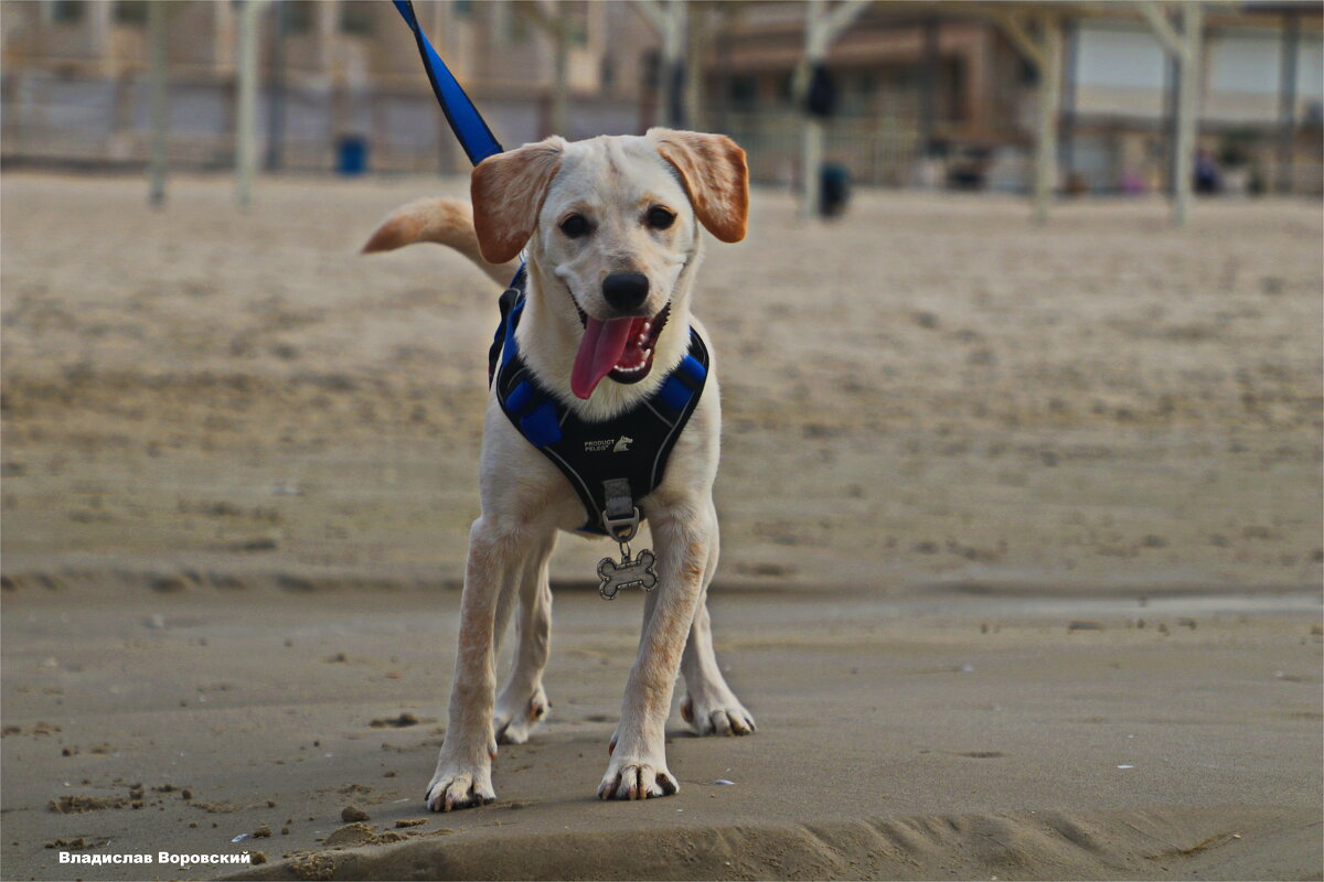 Моя любимая собака Хелли - Владислав Воровский 