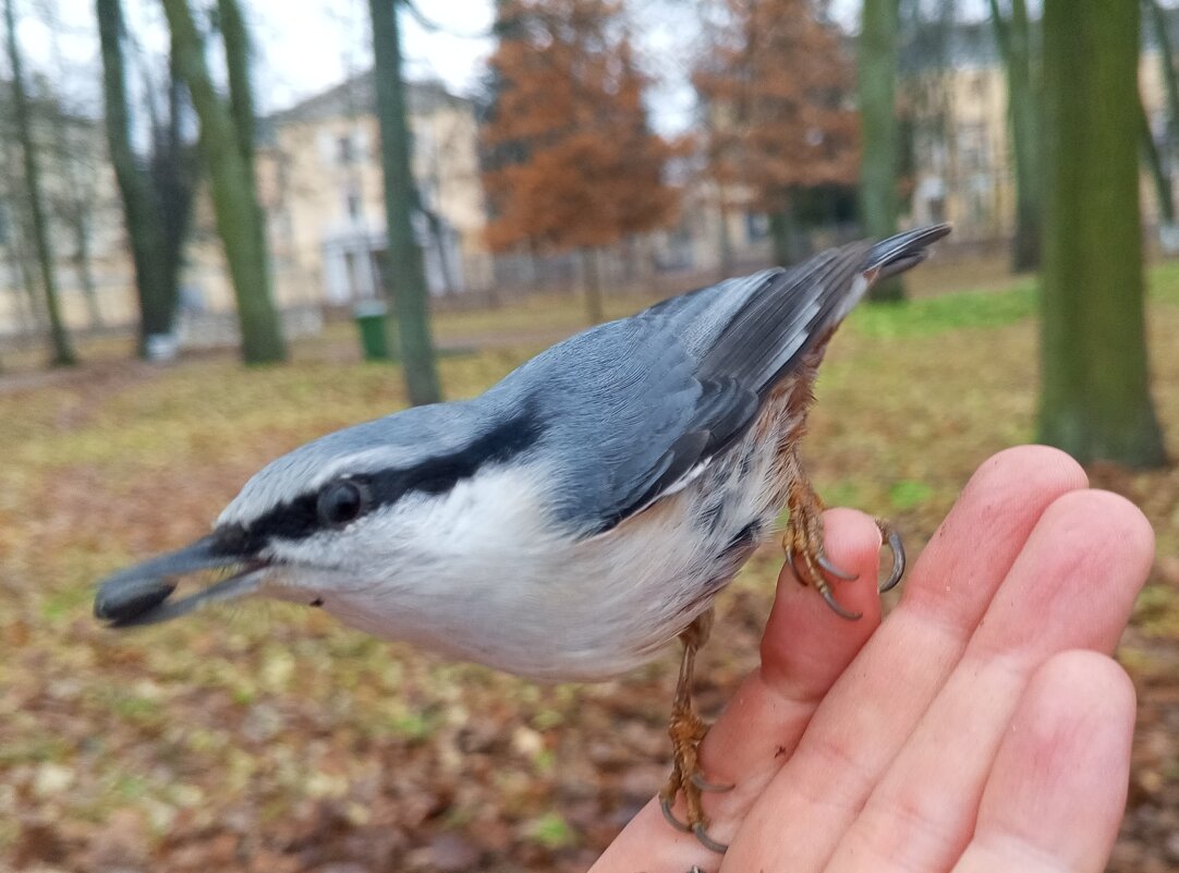Поползень - Сапсан 