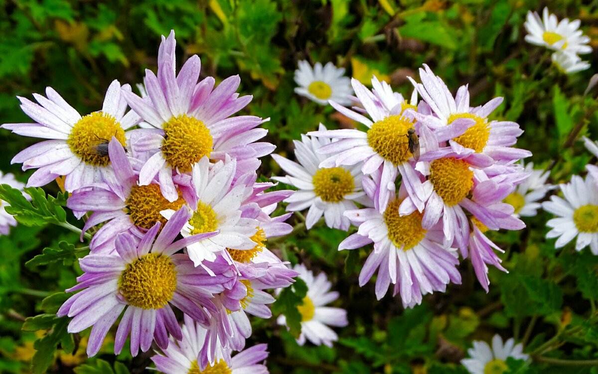 Цветы на городской клумбе в ноябре. - Милешкин Владимир Алексеевич 