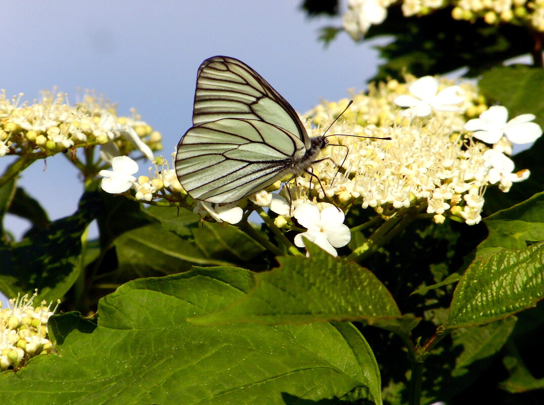 Боярышница на калине. - nadyasilyuk Вознюк