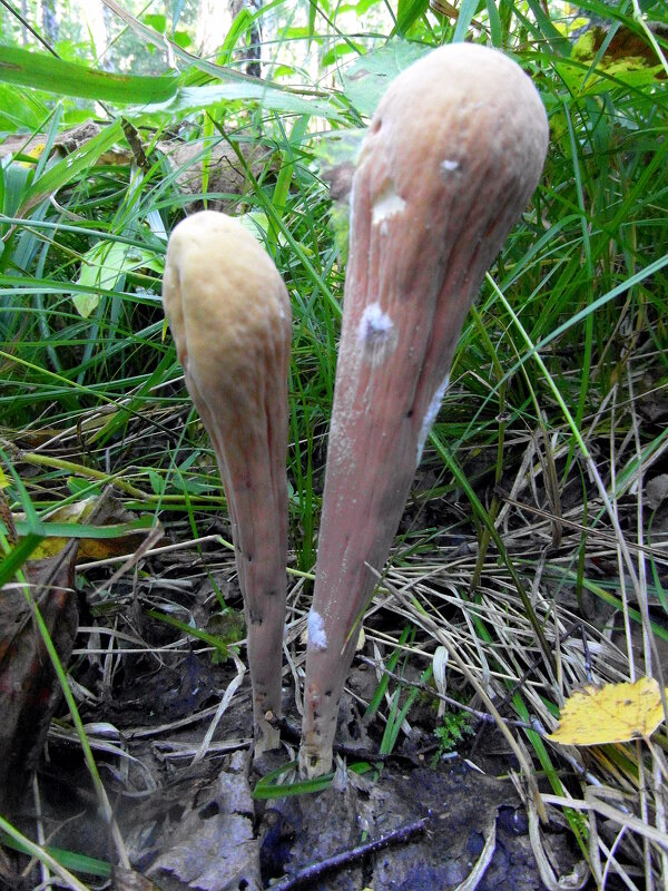 И такие бывают грибочки. - nadyasilyuk Вознюк