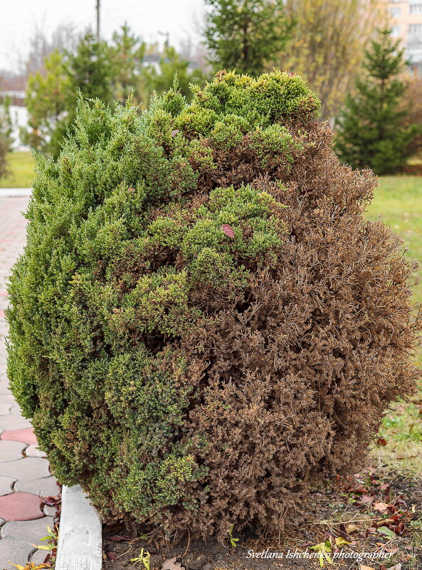 Два в одном. - Светлана Ищенко