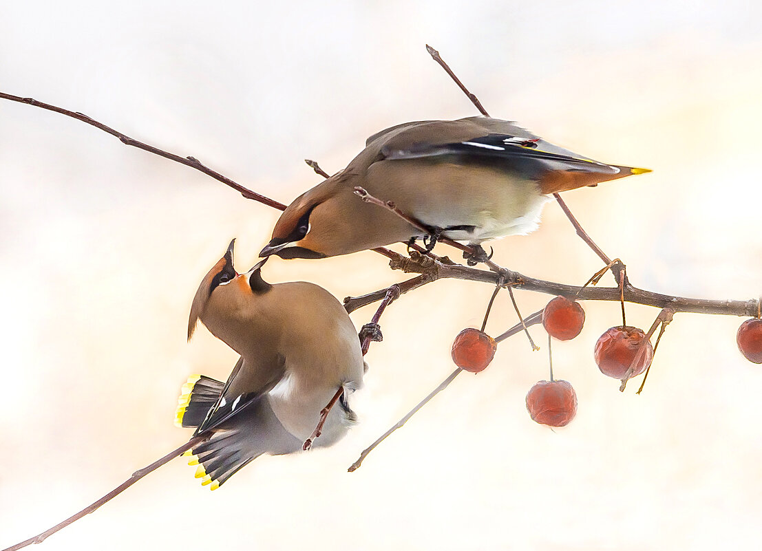 Конфликт на ветке - Михаил Белоусов