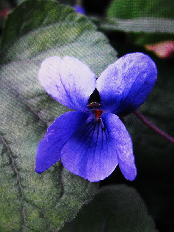 Последняя фиалочка - Людмила Смородинская Последняя фиалочка - Людмила Смородинская