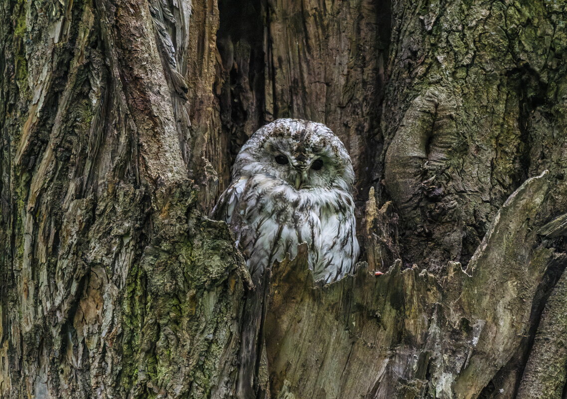 серая неясыть.молодая. - юрий макаров
