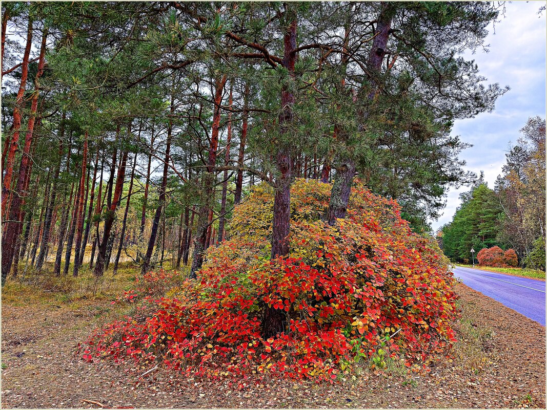 Скумпия вдоль дороги. Ноябрь. - Валерия Комова