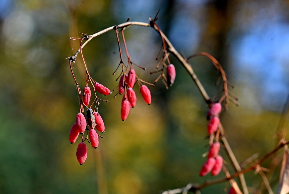 Барбарис обыкновенный... - Николай Саржанов Барбарис обыкновенный... - Николай Саржанов