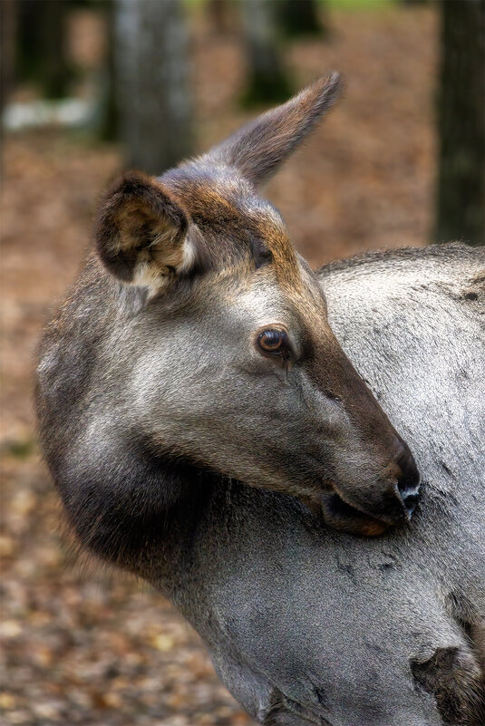 снимай меня, фотограф, снимай - Michel 