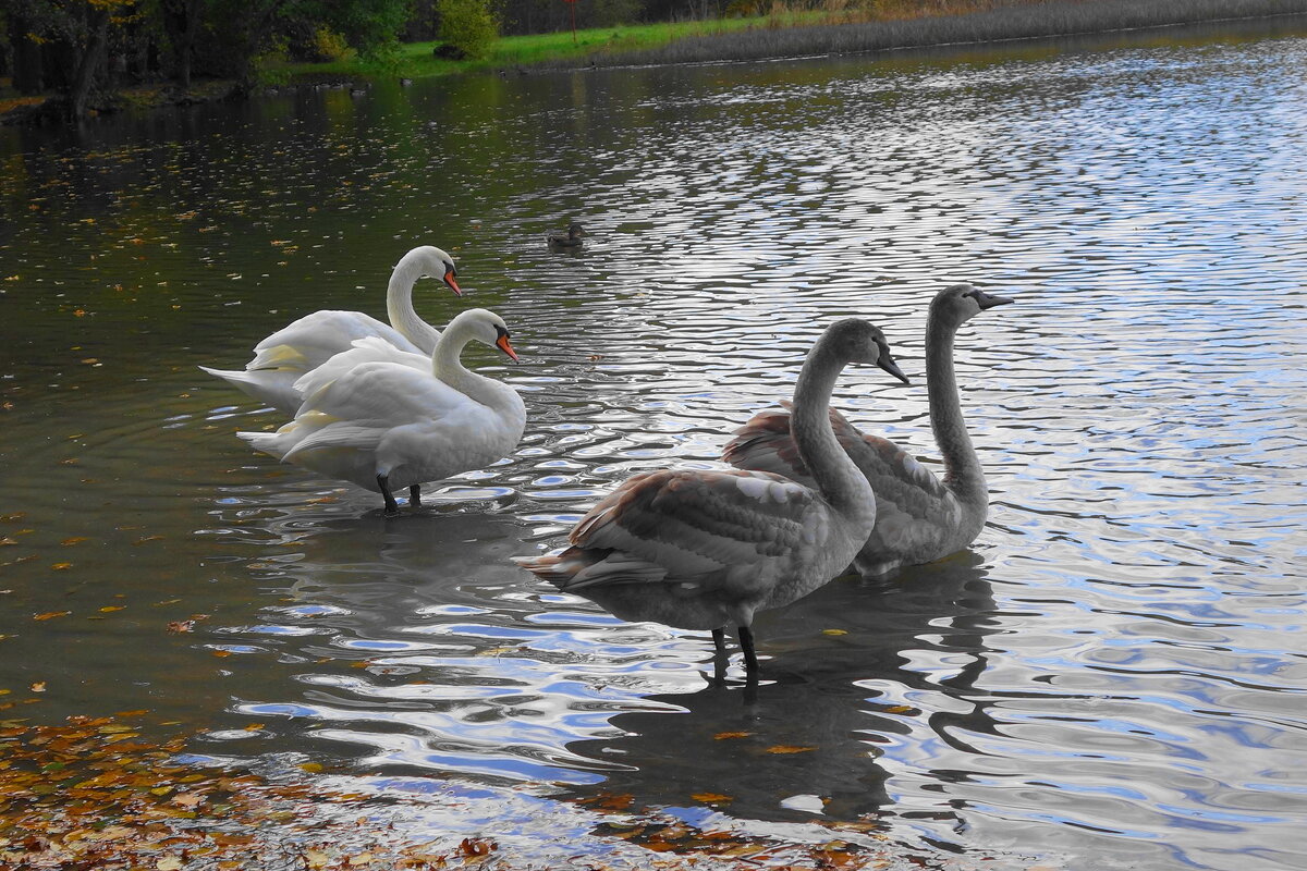 Лебеди на озере - Рита Симонова Лебеди на озере - Рита Симонова
