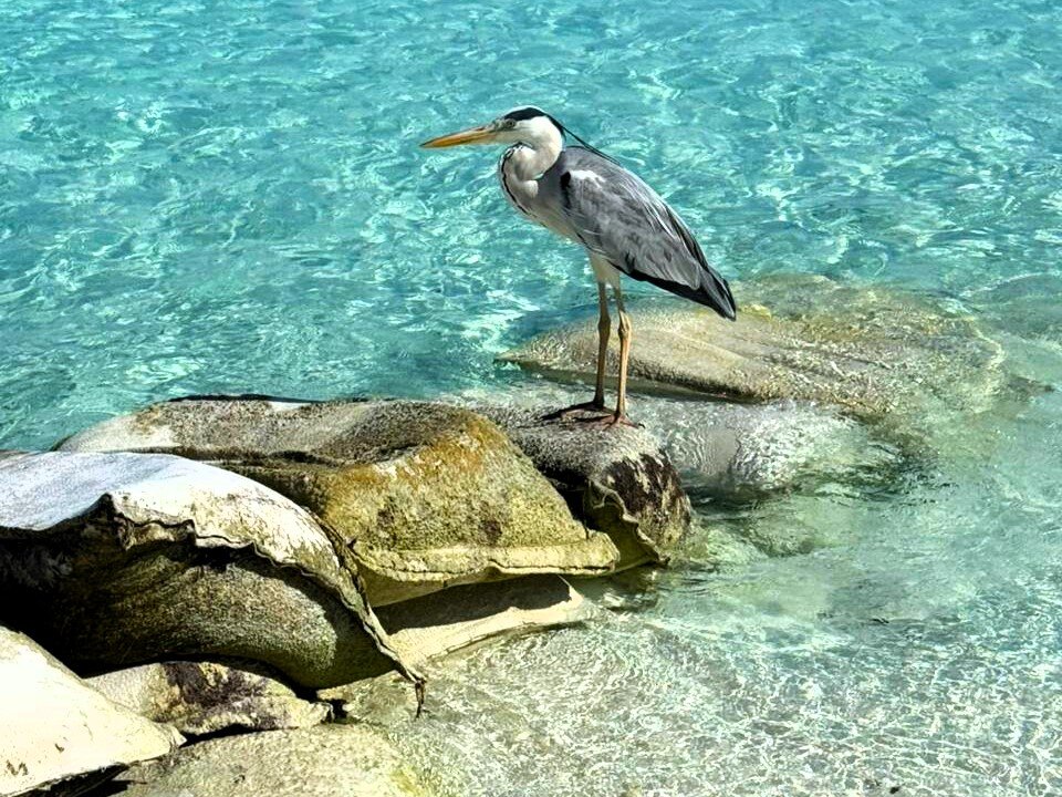 Птичка у воды - Наталья 