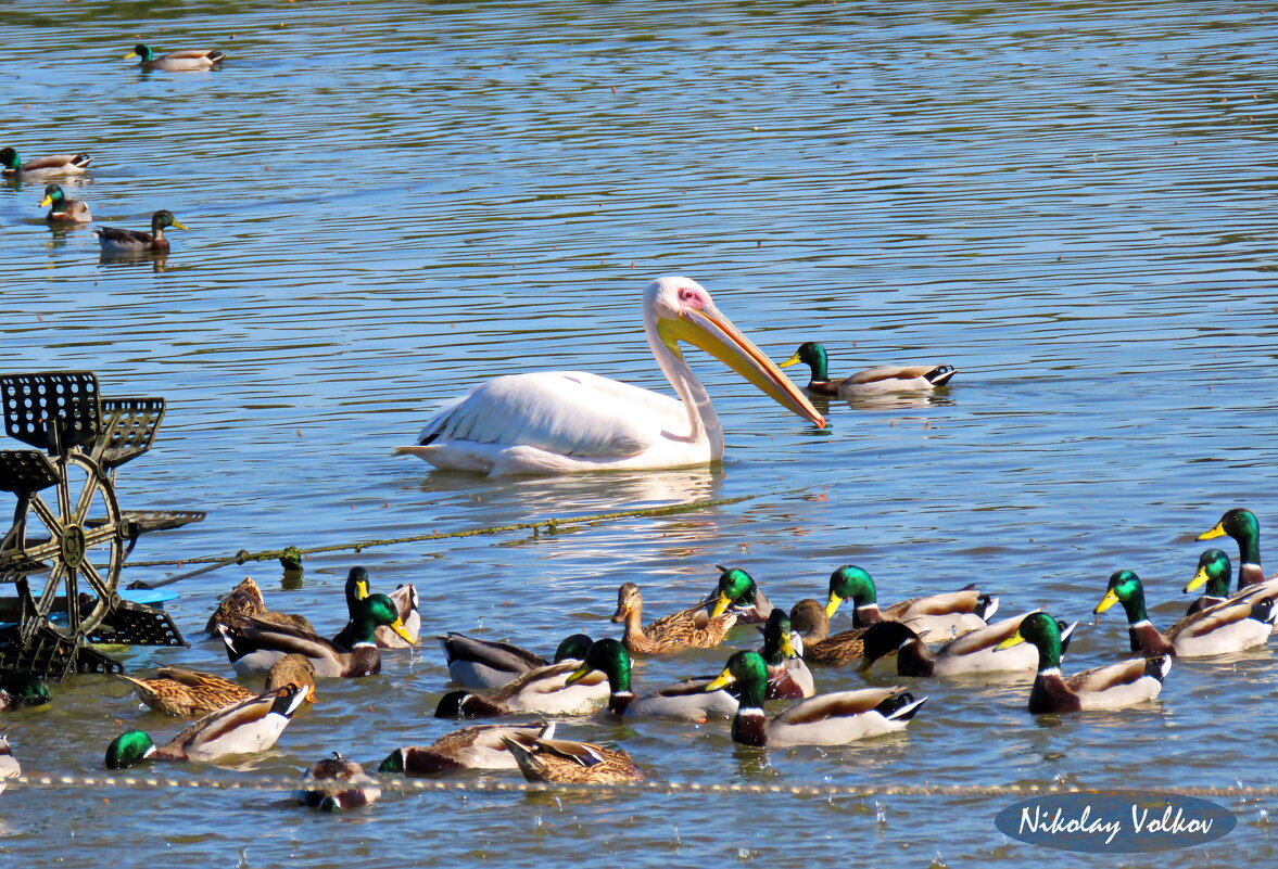 Пеликан среди дружественных уток)) - Николай Волков Пеликан среди дружественных уток)) - Николай Волков