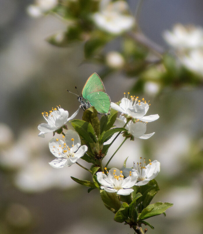 Бабочка. - Александр. AVG100 ---