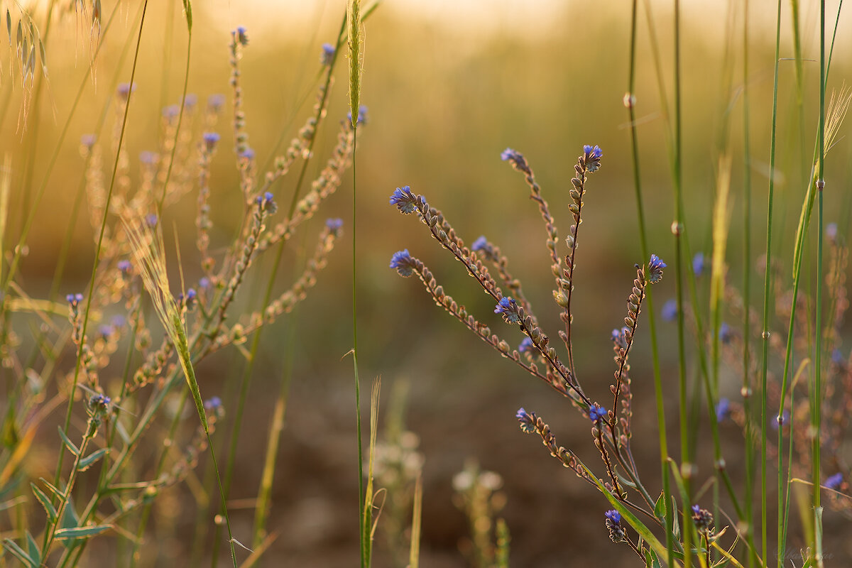 *** - Иваннович *