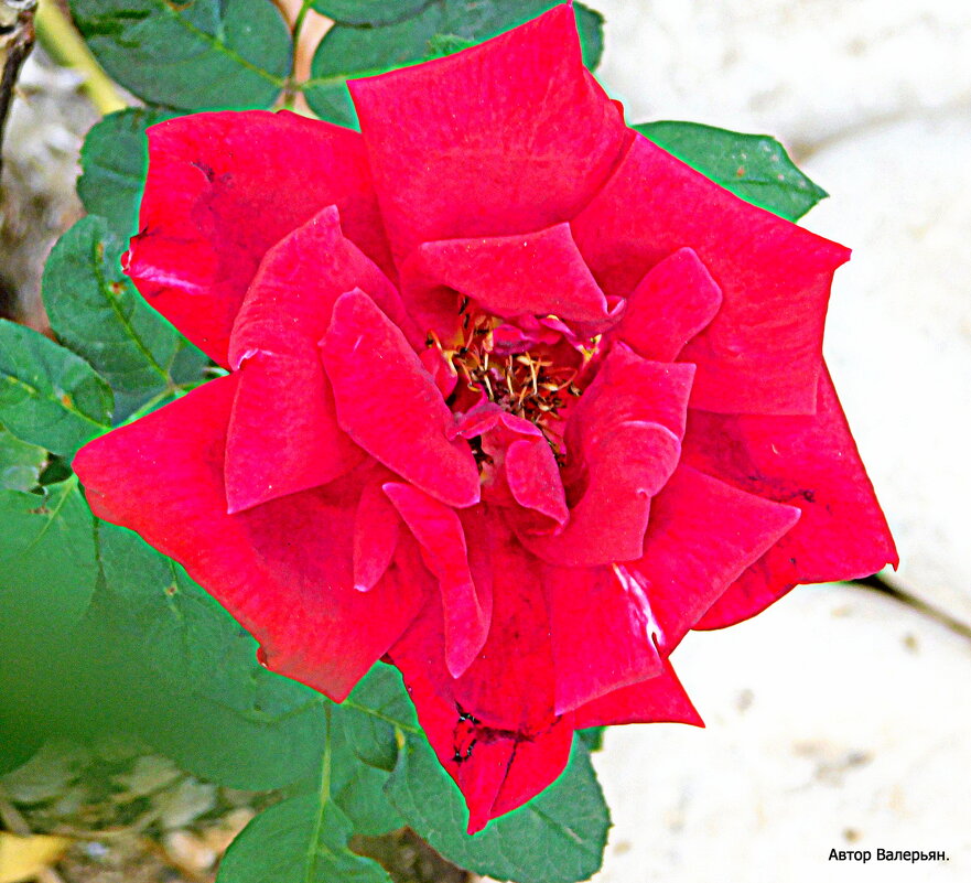 Роза у дома. - Валерьян Роза у дома. - Валерьян