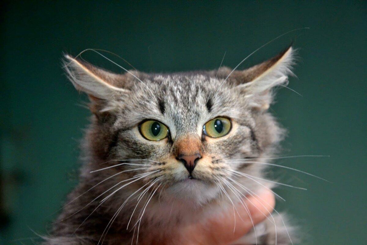 Кот - Михаил Столяров