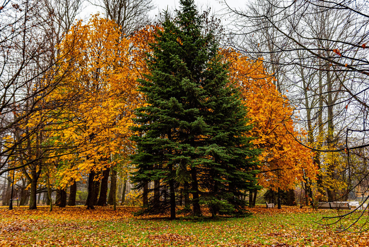 зеленая красавица - Дмитрий Лупандин