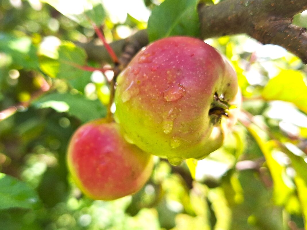 яблочки - Наталья 