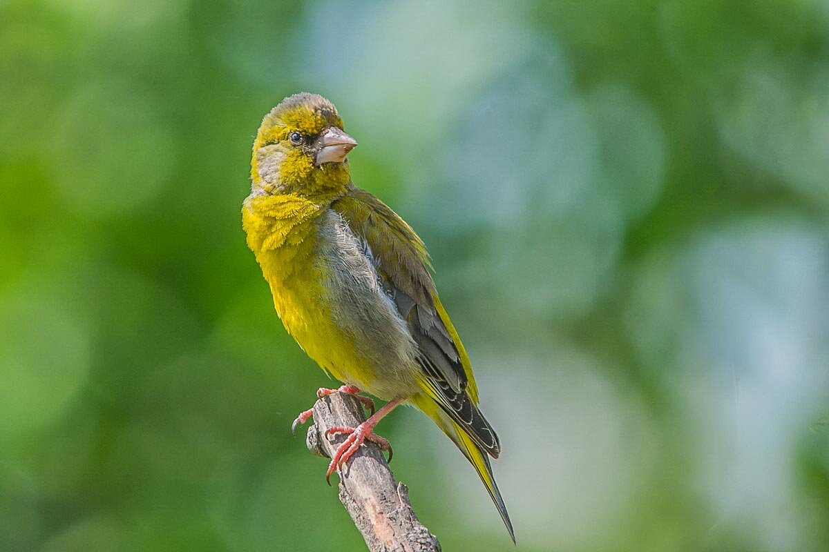 Зеленушка. - Nik Lovec