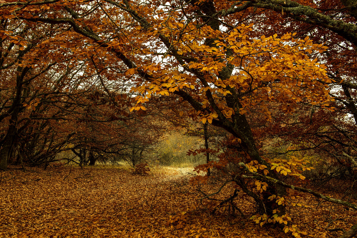 Буковый лес. - Сергей Воротников