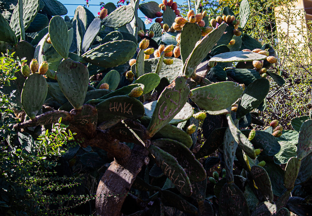 Плоды кактуса - Светлана SvetNika17 Плоды кактуса - Светлана SvetNika17