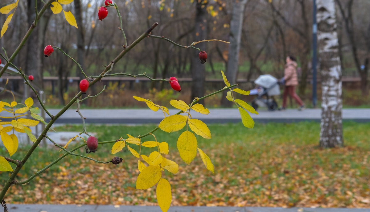Осеннний Сюжет - юрий поляков Осеннний Сюжет - юрий поляков