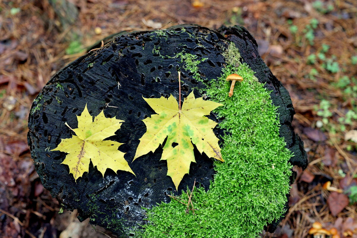 Осеннее настроение. - Александр Кондаков