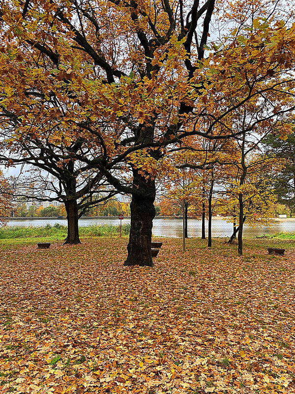 Осенний дуб - Алевтина 
