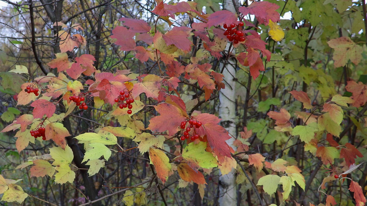 Калина красная, калина вызрела - Нина северянка