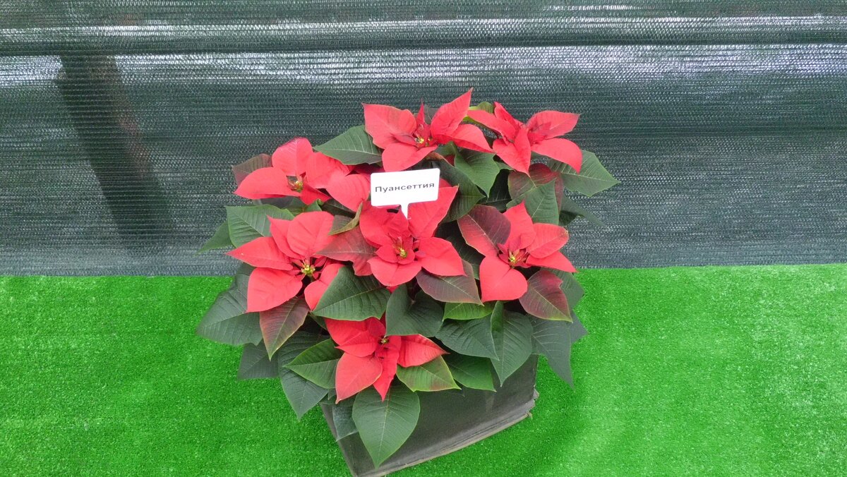 ПУАНСЕТИЯ - СЕРГЕЙ ФИЛОЧКИН