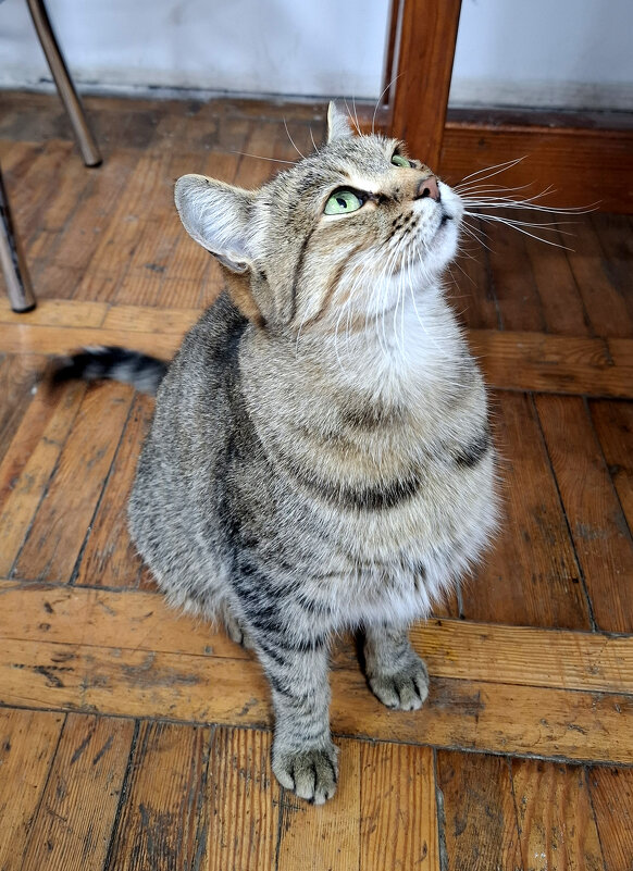 Запах мяса - Николай (dr.Zlo) Кузнецов